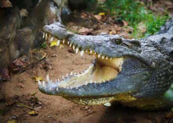 shallow focus photo of gray alligator