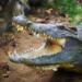 shallow focus photo of gray alligator