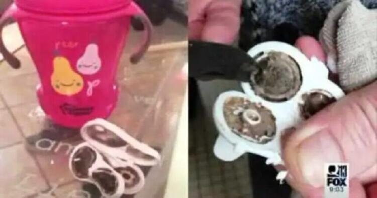 To παιδί τους αρρώσταινε συνέχεια και δεν ήξερα το γιατί..Μέχρι που ανακάλυψαν αυτό..