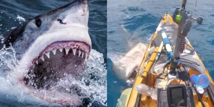 Εικόνες τρόμου: Καρχαρίας επιτίθεται σε βάρκα με τα σαγόνια του – Αυτό που κάνει ο ψαράς θα σας αφήσει άφωνους (video)