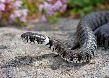 a close up of a snake on a rock