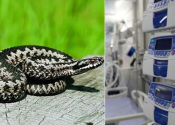 Νέο περιστατικό με επίθεση φιδιού σε γυναίκα: Οχιά δάγκωσε 55χρονη στον Βόλο, εσπευσμένα στο νοσοκομείο