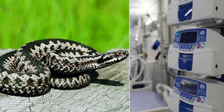 Νέο περιστατικό με επίθεση φιδιού σε γυναίκα: Οχιά δάγκωσε 55χρονη στον Βόλο, εσπευσμένα στο νοσοκομείο