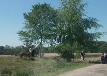 Βίντεο που ανατριχιάζει: Μάνα σώζει το μωρό της από λεοπαρδάλεις και ο πατέρας τρέχει να σωθεί