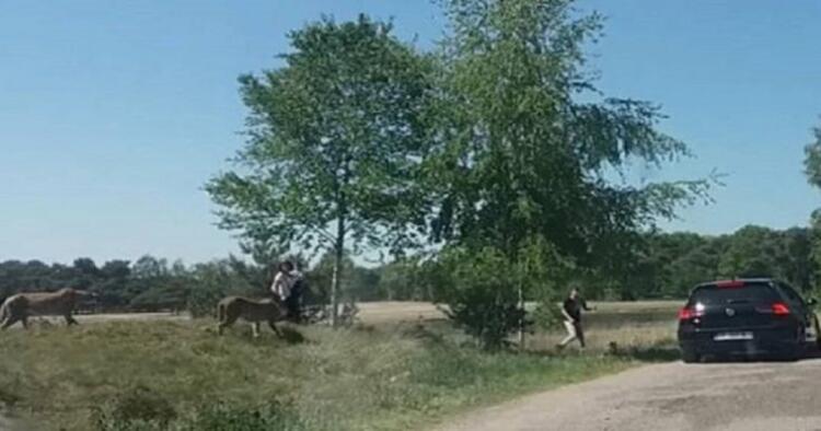 Βίντεο που ανατριχιάζει: Μάνα σώζει το μωρό της από λεοπαρδάλεις και ο πατέρας τρέχει να σωθεί