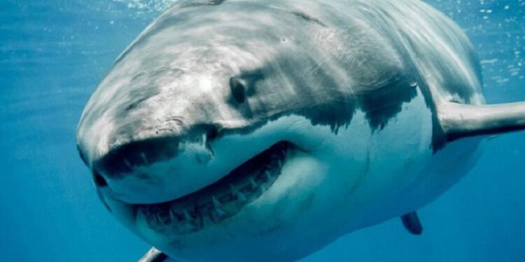 Φόβος στις ελληνικές θάλασσες: Τεράστιος καρχαρίας δύο μίλια από την ακτή