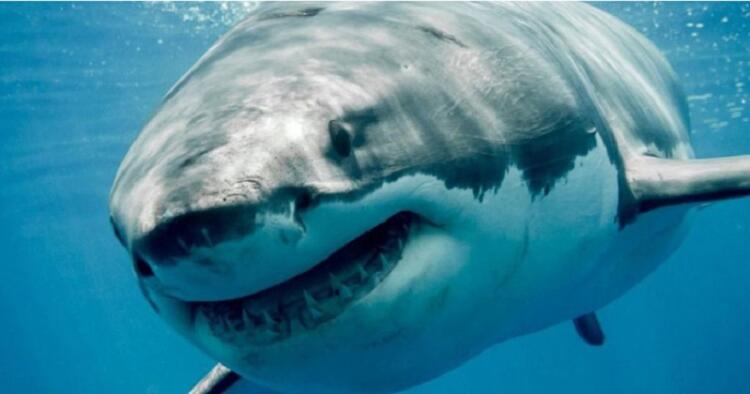 Φόβος στις ελληνικές θάλασσες: Τεράστιος καρχαρίας δύο μίλια από την ακτή