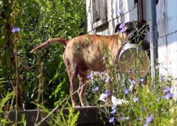 Εγκαταλελειμμένος σκύλος κουβαλάει άδειο μπολ από πόρτα σε πόρτα ελπίζοντας ότι κάποιος θα τον ταΐσει