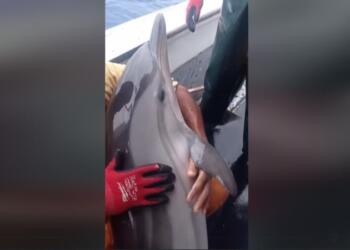 Συγκινητικό βίντεο: Ψαράδες στην Κάλυμνο απελευθερώνουν δελφίνι που μπλέχτηκε στα δίχτυα τους