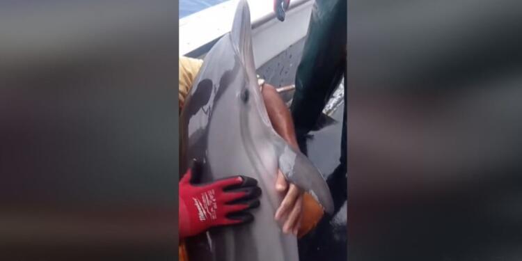 Συγκινητικό βίντεο: Ψαράδες στην Κάλυμνο απελευθερώνουν δελφίνι που μπλέχτηκε στα δίχτυα τους