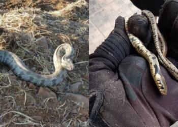 Δεν έχουν τέλος τα περιστατικά: Φίδι δάγκωσε ένα 4χρονο κοριτσάκι στον Βόλο και μεταφέρθηκε εσπευσμένα στο νοσοκομείο