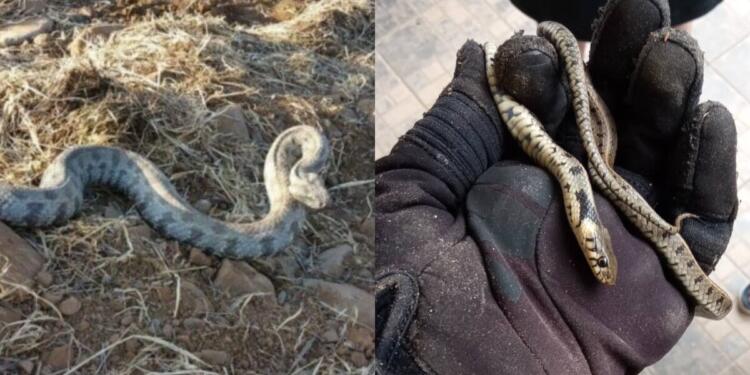 Δεν έχουν τέλος τα περιστατικά: Φίδι δάγκωσε ένα 4χρονο κοριτσάκι στον Βόλο και μεταφέρθηκε εσπευσμένα στο νοσοκομείο