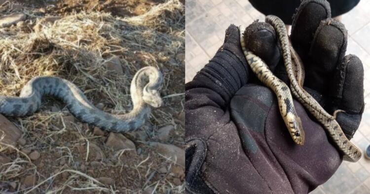 Δεν έχουν τέλος τα περιστατικά: Φίδι δάγκωσε ένα 4χρονο κοριτσάκι στον Βόλο και μεταφέρθηκε εσπευσμένα στο νοσοκομείο