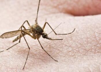 Συναγερμός για το Κουνούπι «τίγρης» στην Ελλάδα -Τι θα πρέπει να κάνουμε για να προστατευθούμε;