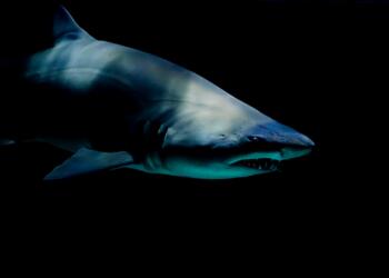 shark against black background