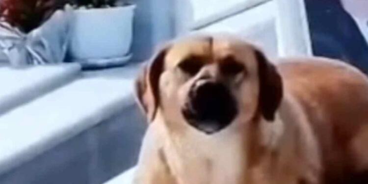 Σπαρακτικές εικόνες στην Κρήτη: Σκυλί δεν αποχωρίζεται το αφεντικό του ούτε μετά θάνατον – Κάθεται στον τάφο και κλαίει