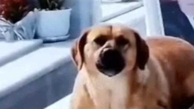 Σπαρακτικές εικόνες στην Κρήτη: Σκυλί δεν αποχωρίζεται το αφεντικό του ούτε μετά θάνατον – Κάθεται στον τάφο και κλαίει