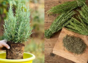 Το Βοτάνο που διώχνει το άγχος, τονώνει τη μνήμη και την άμυνα