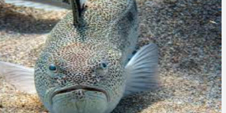 Τσίμπημα Δράκαινας – Προσοχή η δράκαινα είναι ένα αρκετά επικίνδυνο ψάρι – Συμπτώματα Πρώτες βοήθειες