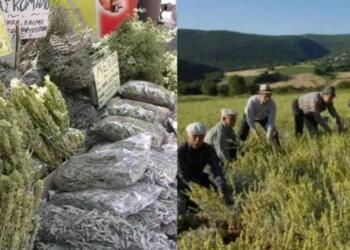 Το ταπεινό μυρωδικό που προστατεύει από υπέρταση και καρκίνο του παχέος εντέρου