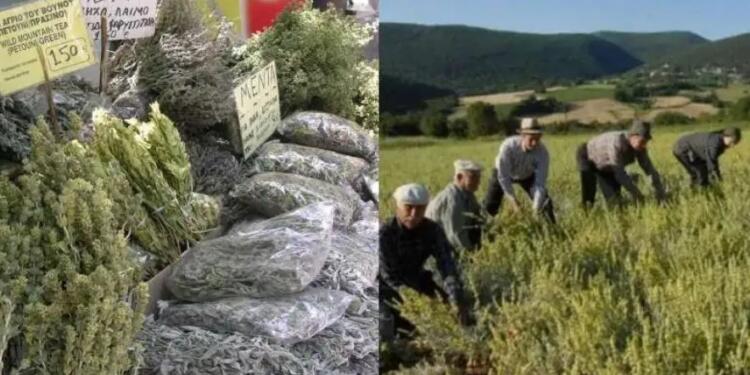 Το ταπεινό μυρωδικό που προστατεύει από υπέρταση και καρκίνο του παχέος εντέρου