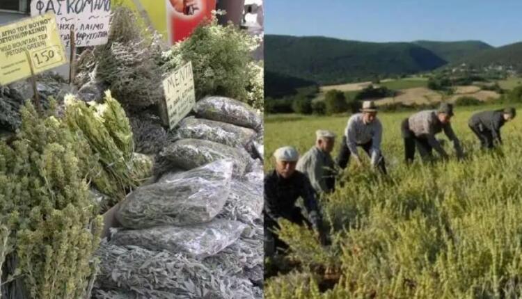 Το ταπεινό μυρωδικό που προστατεύει από υπέρταση και καρκίνο του παχέος εντέρου