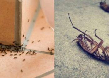 Η φυσική μυρωδιά που δεν αντέχουν με τίποτα οι κατσαρίδες και τα μυρμήγκια που οι περισσότεροι αγνοούν