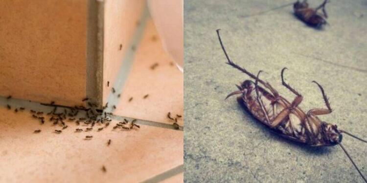 Η φυσική μυρωδιά που δεν αντέχουν με τίποτα οι κατσαρίδες και τα μυρμήγκια που οι περισσότεροι αγνοούν