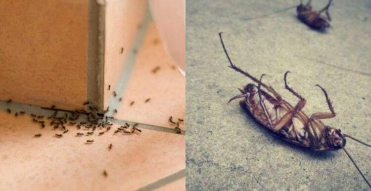 Η φυσική μυρωδιά που δεν αντέχουν με τίποτα οι κατσαρίδες και τα μυρμήγκια που οι περισσότεροι αγνοούν