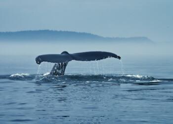 whale in the middle of ocean during daytime