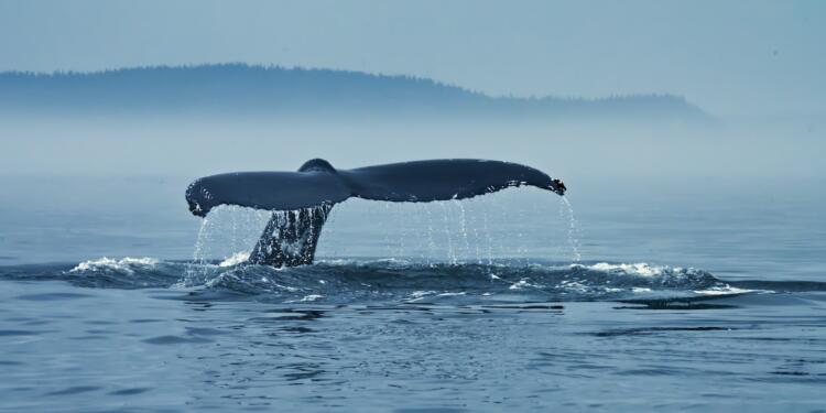 whale in the middle of ocean during daytime