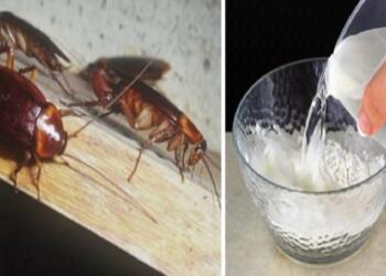 Το “μυστικό” μείγμα με το σαπούνι και το νερό: Η “μαγική” μυρωδιά που διώχνει τις κατσαρίδες