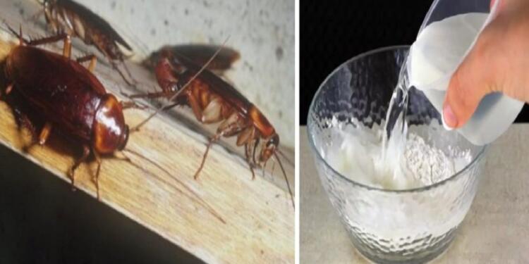 Το “μυστικό” μείγμα με το σαπούνι και το νερό: Η “μαγική” μυρωδιά που διώχνει τις κατσαρίδες