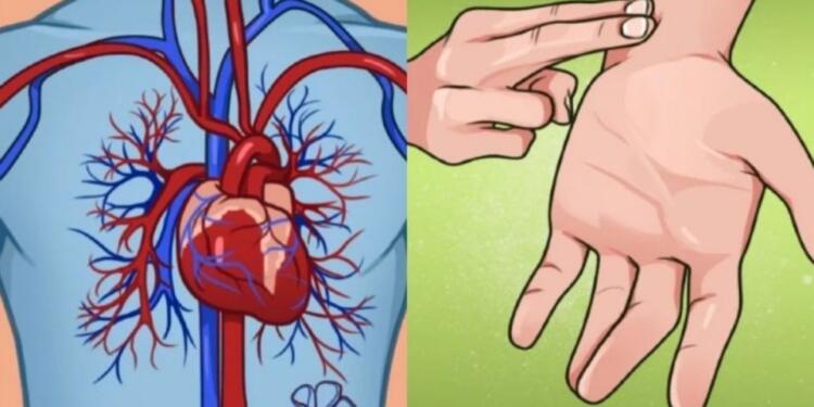 Φυσιολογικοί παλμοί καρδιάς ανά ηλικία: Τι υποδεικνύουν για την υγεία σας – Πίνακας