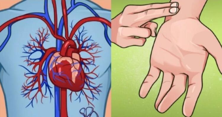 Φυσιολογικοί παλμοί καρδιάς ανά ηλικία: Τι υποδεικνύουν για την υγεία σας – Πίνακας