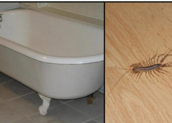 Να γιατί δεν πρέπει ποτέ να σκοτώσετε μια σαρανταποδαρούσα μέσα στο σπίτι σας