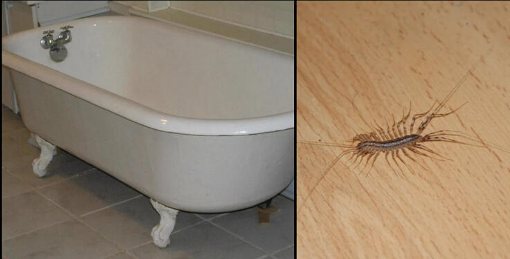 Να γιατί δεν πρέπει ποτέ να σκοτώσετε μια σαρανταποδαρούσα μέσα στο σπίτι σας