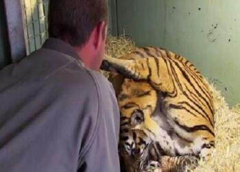 Τίγρης γεννάει αλλά μόλις ο φροντιστής βλέπει κάτω από τα πόδια της τα χάνει (video)