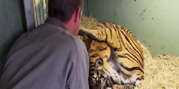 Τίγρης γεννάει αλλά μόλις ο φροντιστής βλέπει κάτω από τα πόδια της τα χάνει (video)