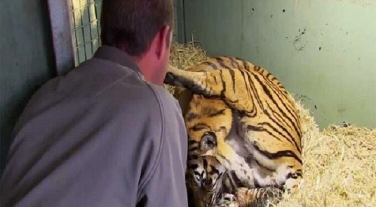 Τίγρης γεννάει αλλά μόλις ο φροντιστής βλέπει κάτω από τα πόδια της τα χάνει (video)