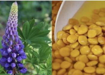 Το ξεχασμένο όσπριο με διπλάσια πρωτεΐνη από τα άλλα – Ρυθμίζει σάκχαρο και χοληστερίνη