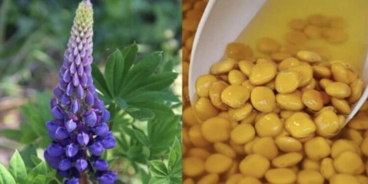 Το ξεχασμένο όσπριο με διπλάσια πρωτεΐνη από τα άλλα – Ρυθμίζει σάκχαρο και χοληστερίνη