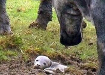 Άντρας βρήκε ένα κουτάβι που πεθαίνει ζωντανό στο έδαφος, αλλά δεν είναι «καθόλου κουτάβι»