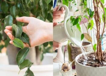 Ανακατέψτε νερό με 1 ακόμα υλικό και φτιάξτε το θαυματουργό μείγμα που θα σώσει τα φυτά σας