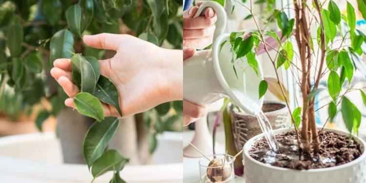 Ανακατέψτε νερό με 1 ακόμα υλικό και φτιάξτε το θαυματουργό μείγμα που θα σώσει τα φυτά σας