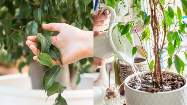 Ανακατέψτε νερό με 1 ακόμα υλικό και φτιάξτε το θαυματουργό μείγμα που θα σώσει τα φυτά σας