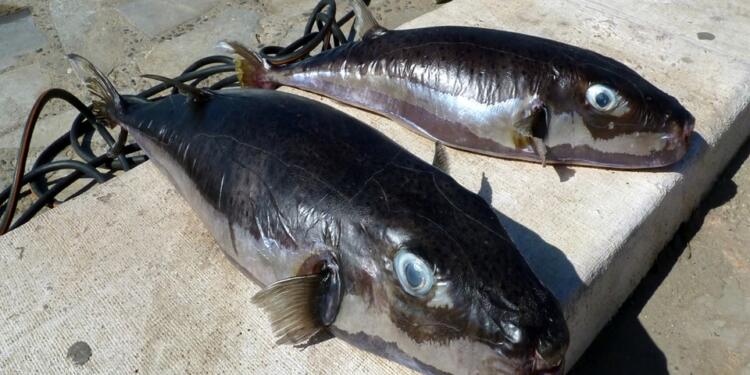 Πανικός στην Κρήτη από επιθέσεις λαγοκέφαλων σε λουόμενους: Το τοξικό ψάρι προκάλεσε μέχρι και ακρωτηριασμό δαχτύλου