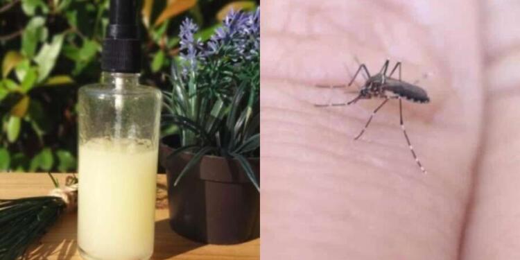 Τέλος στα τσιμπήματα των κουνουπιών: Η αποτελεσματική συνταγή με σπιτικά υλικά για να μην σας τσιμπήσουν