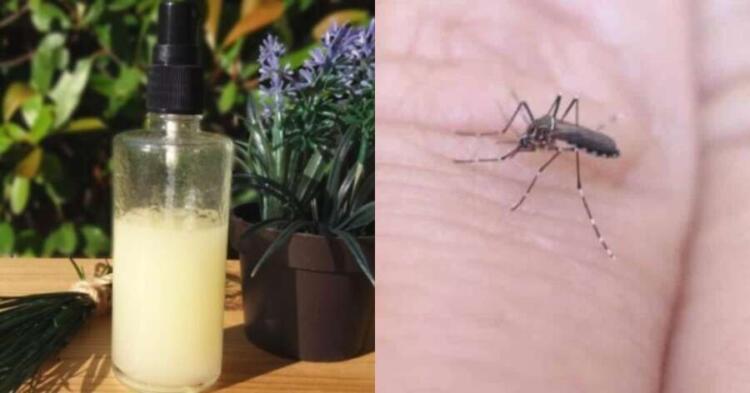 Τέλος στα τσιμπήματα των κουνουπιών: Η αποτελεσματική συνταγή με σπιτικά υλικά για να μην σας τσιμπήσουν