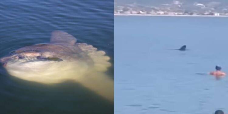 Τρόμος σε παραλία στην Θεσσαλονίκη: Τεράστιο ψάρι προκάλεσε αναστάτωση στους λουόμενους